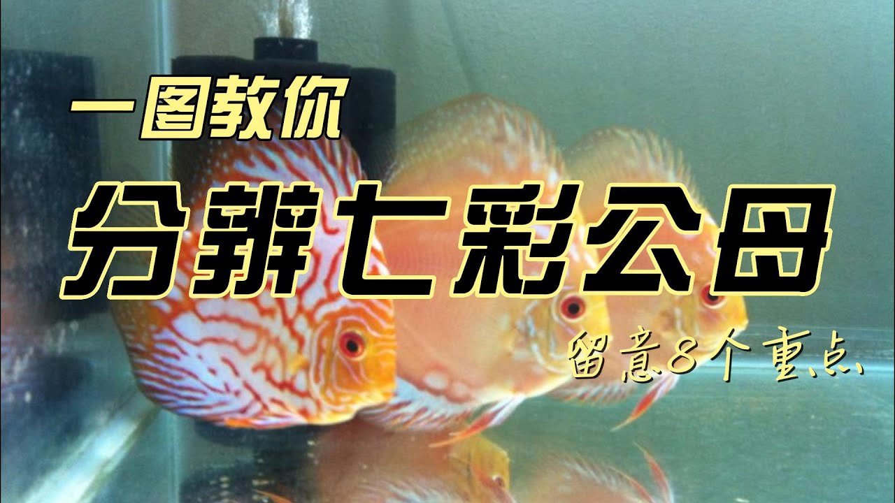 如何区别七彩神仙鱼的公母 #discus #discusfish #七彩