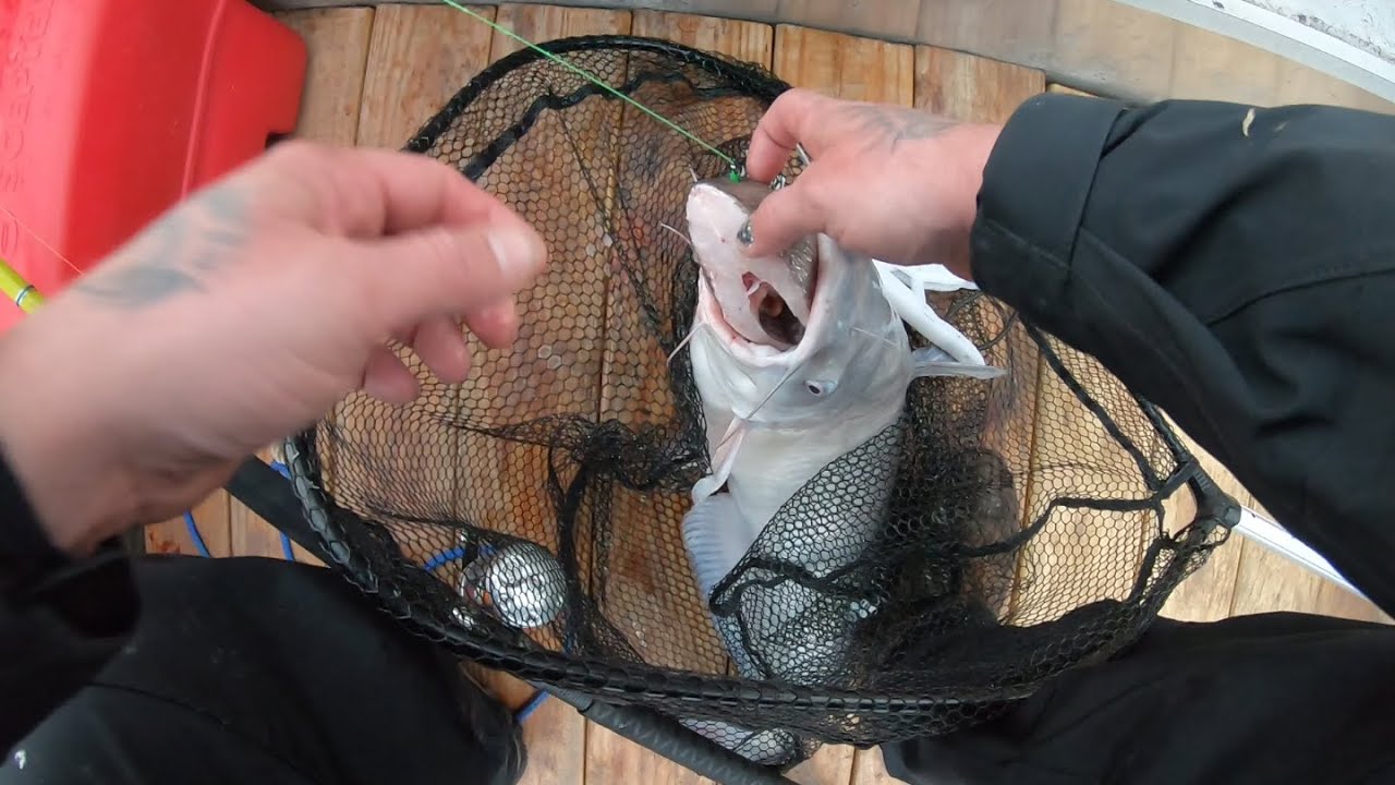This Blue Catfish Has A Mouthful