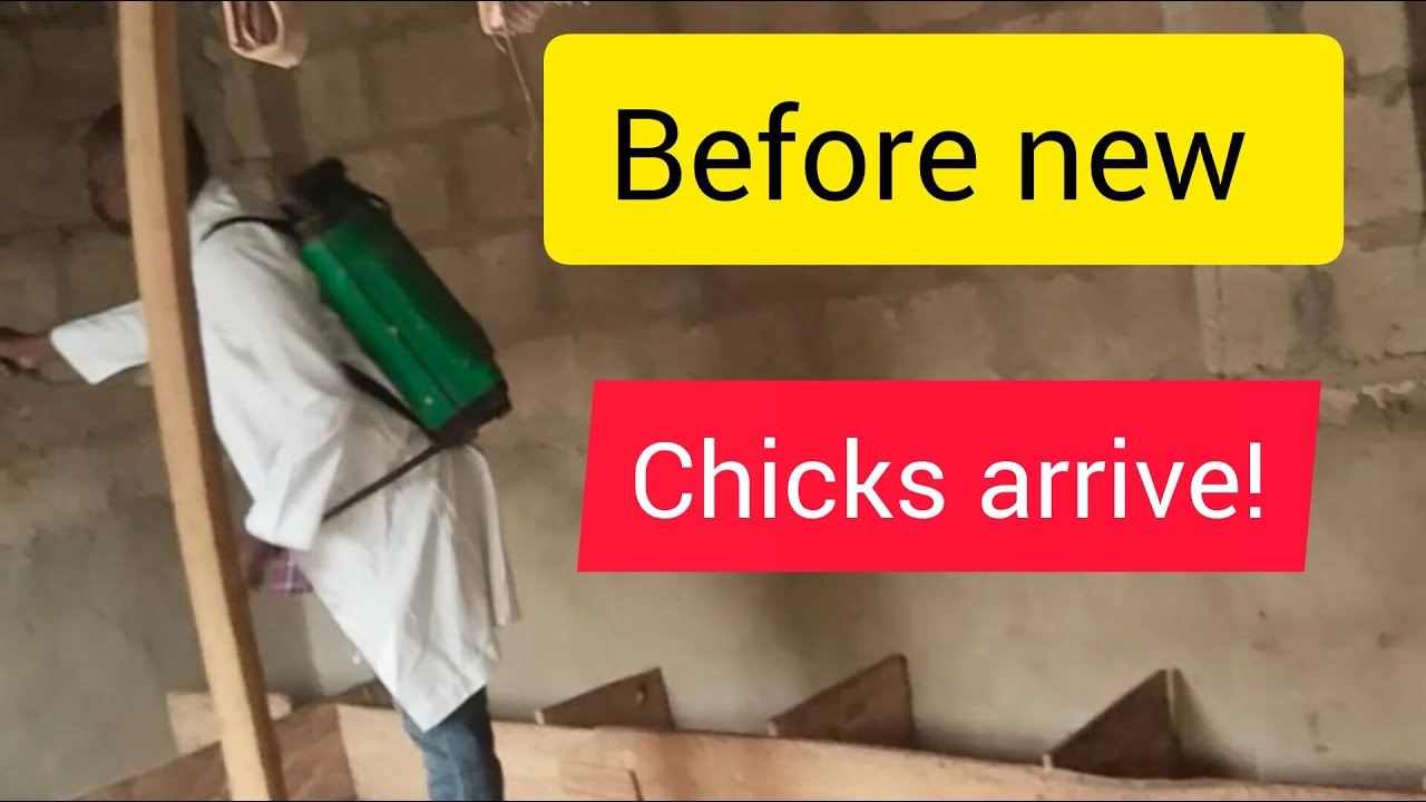Fumigating my chicken coop to prevent disease outbreak - poultry farming
