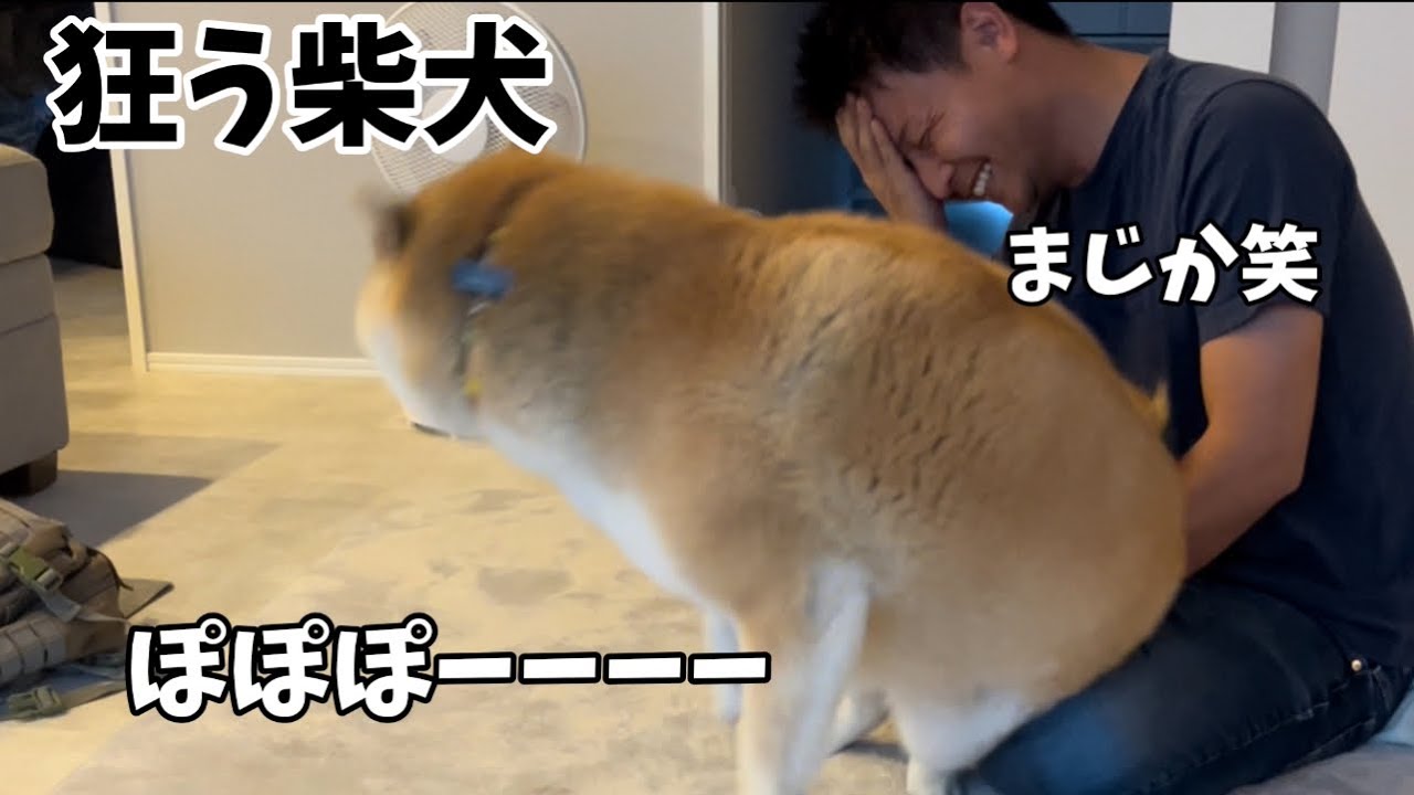 【普段怠けてばかりの柴犬がテンション爆上げした結果制御不能になった】