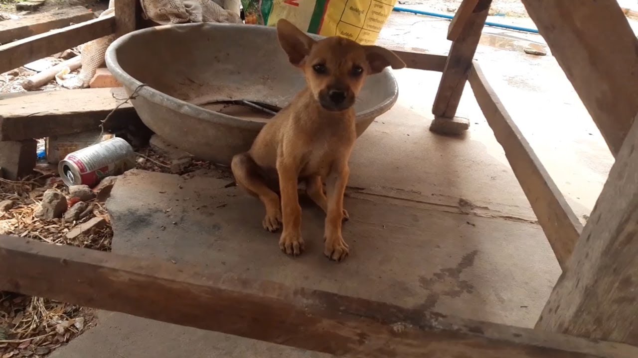Feeding two poor and hungry puppies (EP19) - Rescue family puppies