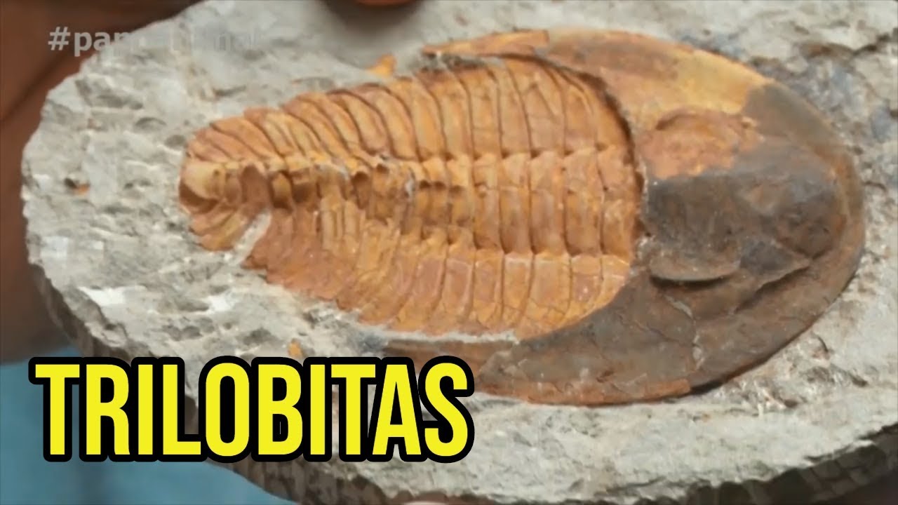 FÓSSEIS: TRILOBITAS