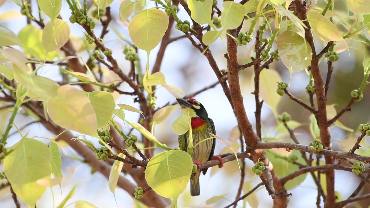 Courtship feeding : Coppersmith barbet (Psilopogon haemacephalus)