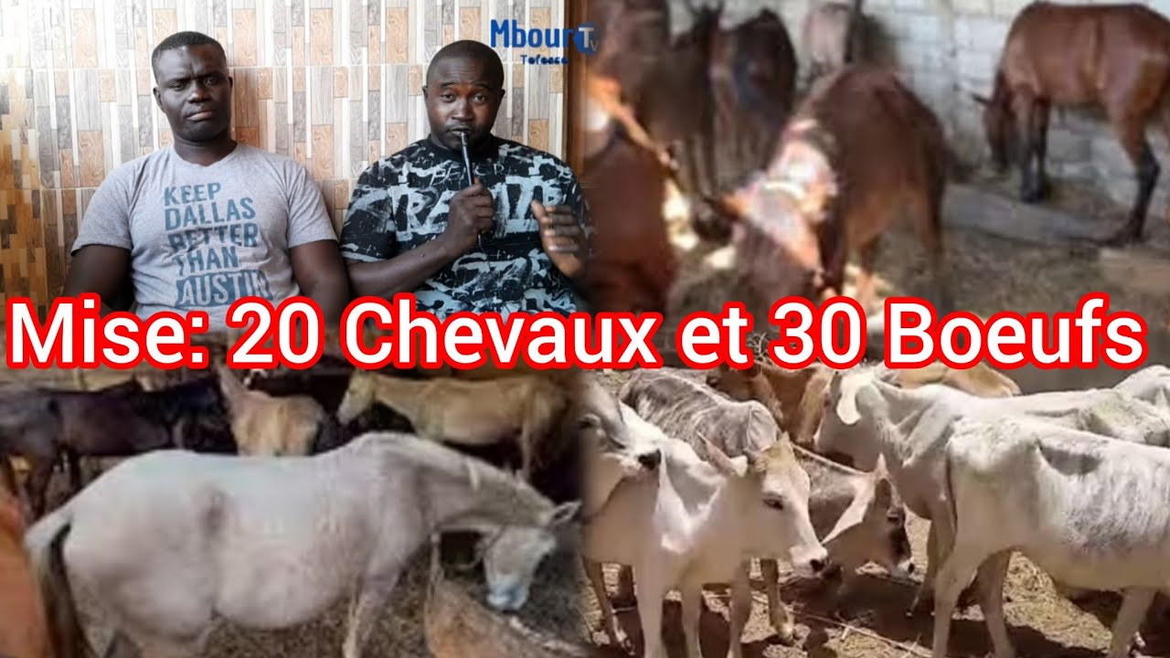 Mise: 20 Chevaux et 30 Boeufs Réactions du Champion Laye Ndiombor à son Événement 28 au 29 Janv 2026