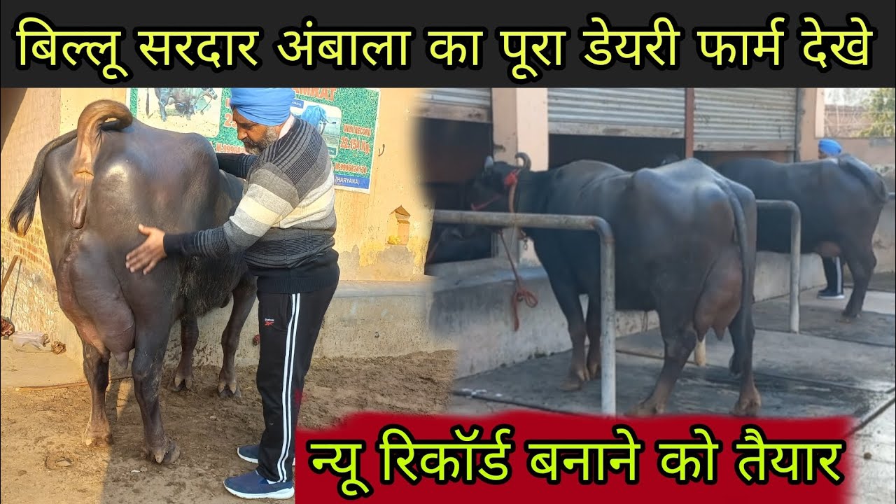 3 महीने की प्रेगनेंट बाखडी झोटी और बिल्लू सरदार अंबाला का पूरा डेयरी फार्म देखे लाखो का नही करोड़ का