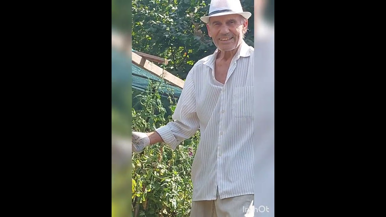 Как я выращиваю культурный цикорий у себя на участке.