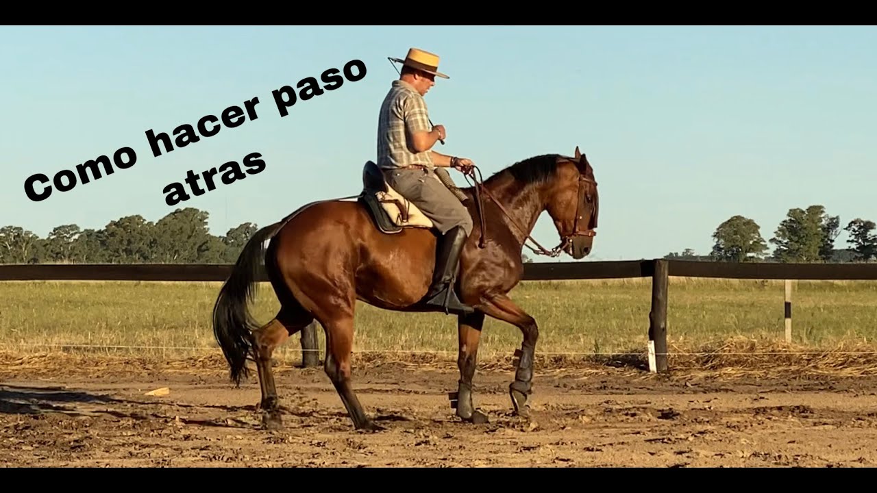Como realizar el paso atrás a caballo