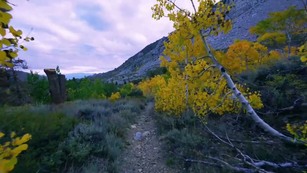 Golden Autumn Leaves | Bishop Creek Middle Fork in Ultra 4K