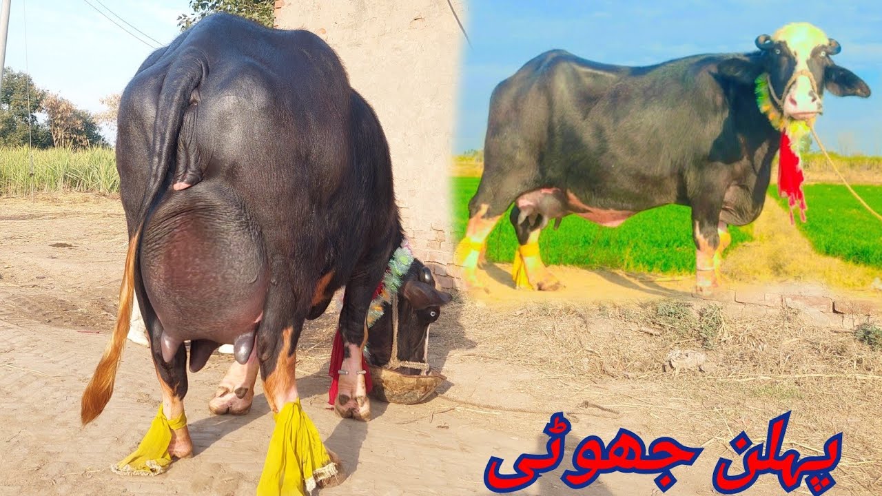  اسد وڑائچ چک بساوا منڈی بہاوالدین 1 پہلن جھوٹی برائے فروخت 28 جنوری 2026 karnana channel