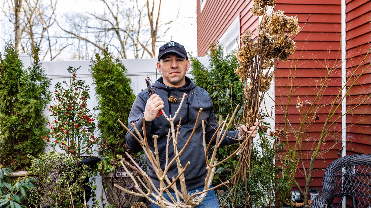 How to Prune a Standard Hydrangea
