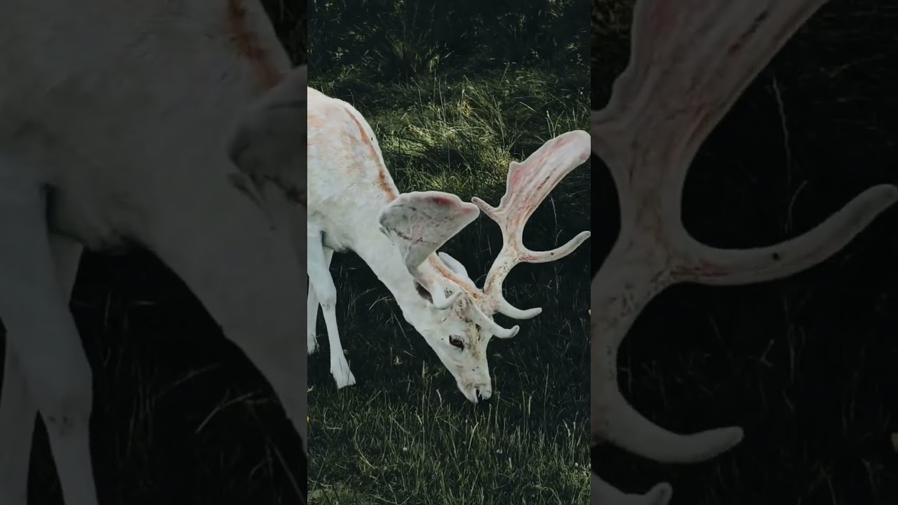 The Majestic Fallow Deer Up Close! 🦌✨ #Shorts #naturetranquility #naturelovers #lion #relaxation