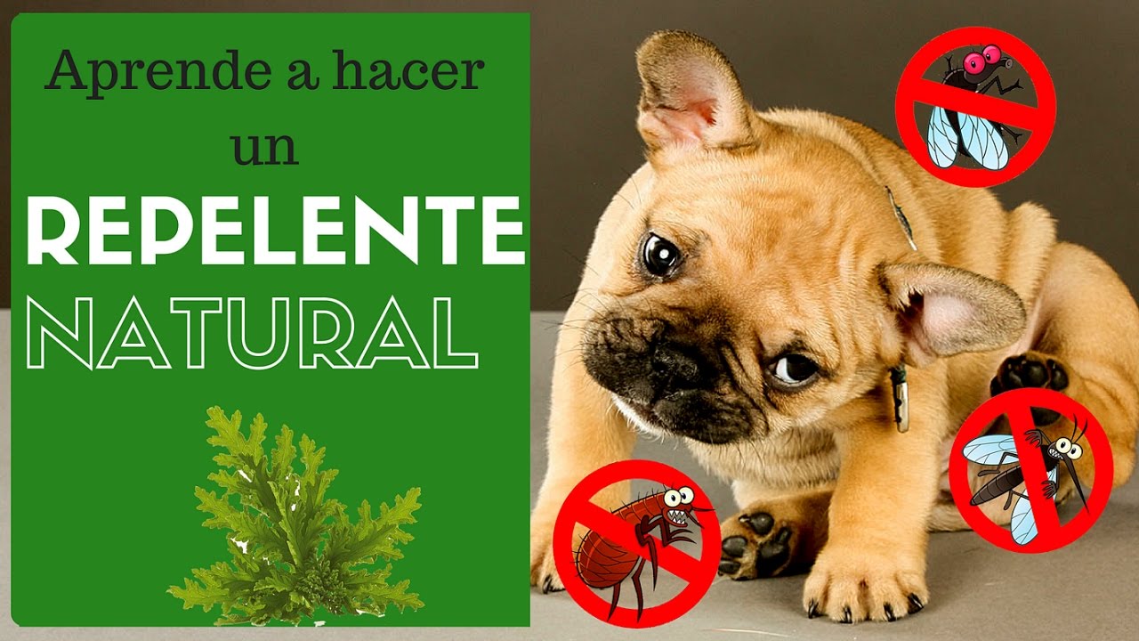 Hazlo tú mismo: Repelente Natural para tu Mascota