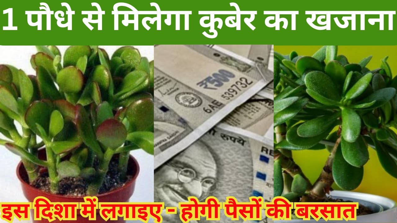 इस दिशा में लगाएं JADE PLANT / पैसों की होगी बारिश / कुबेर को प्रिय है ये पौधा