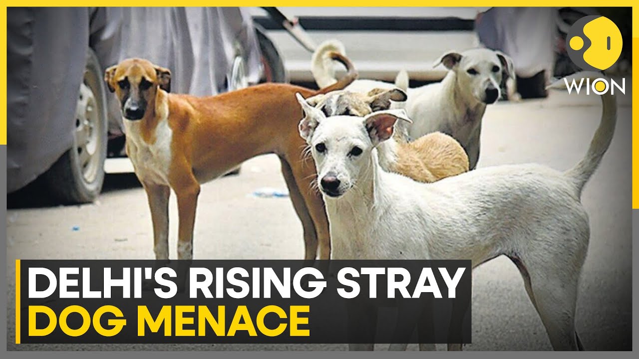 India: Stray Dog Bites Japanese, Kenya Coach In Delhi's JLN Stadium | WION