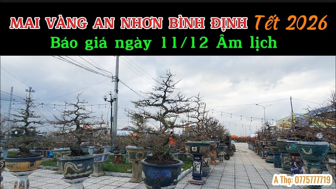 Mai vàng An Nhơn Bình Định - Gia Lai | Báo giá Mai vàng ngày 11/ 12/ 2025 âm lịch. 
