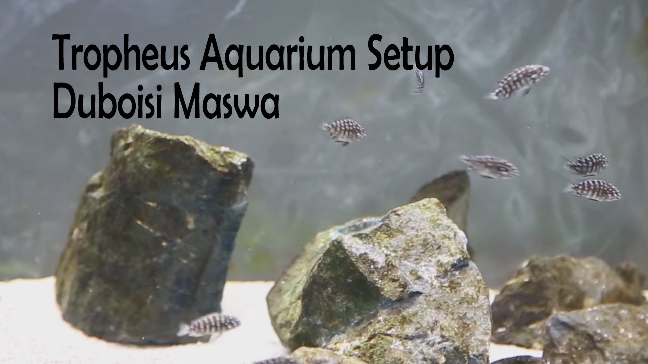 Tropheus Aquarium Setup - Duboisi Maswa