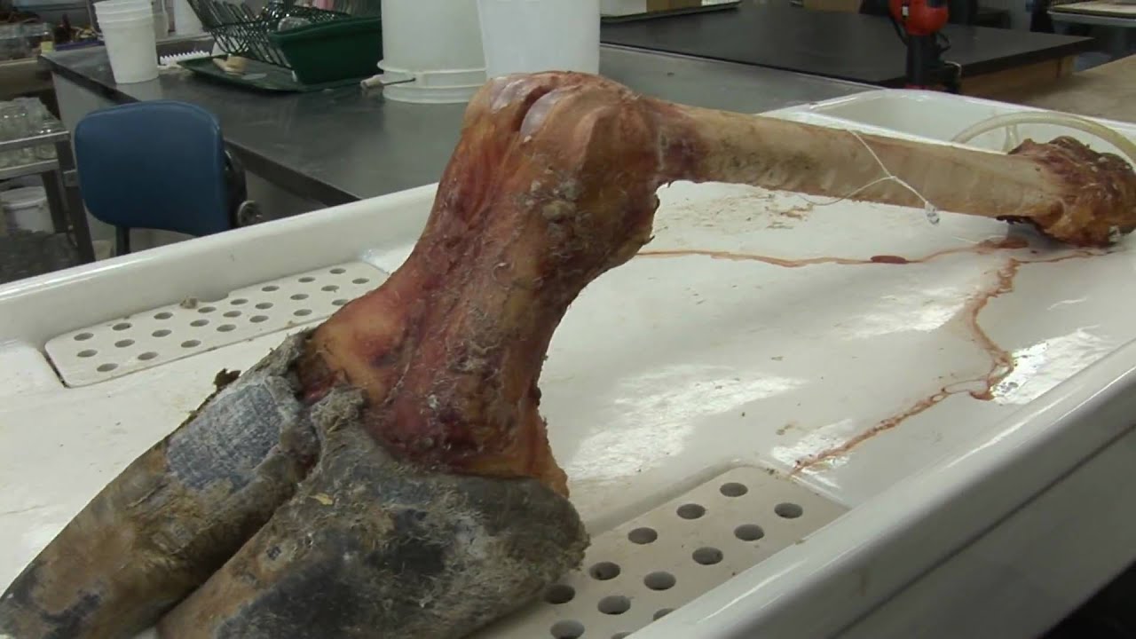 Flesh Eating Beetles Help Clean Bones