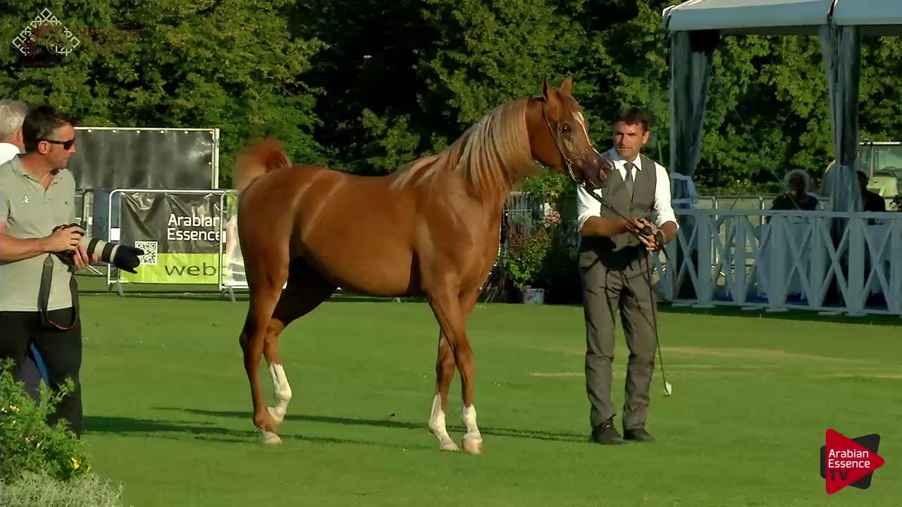 N.56 AJ RADMAN - Chantilly 2018 AHO World Cup - 2 Years Old Colts (Class 7)
