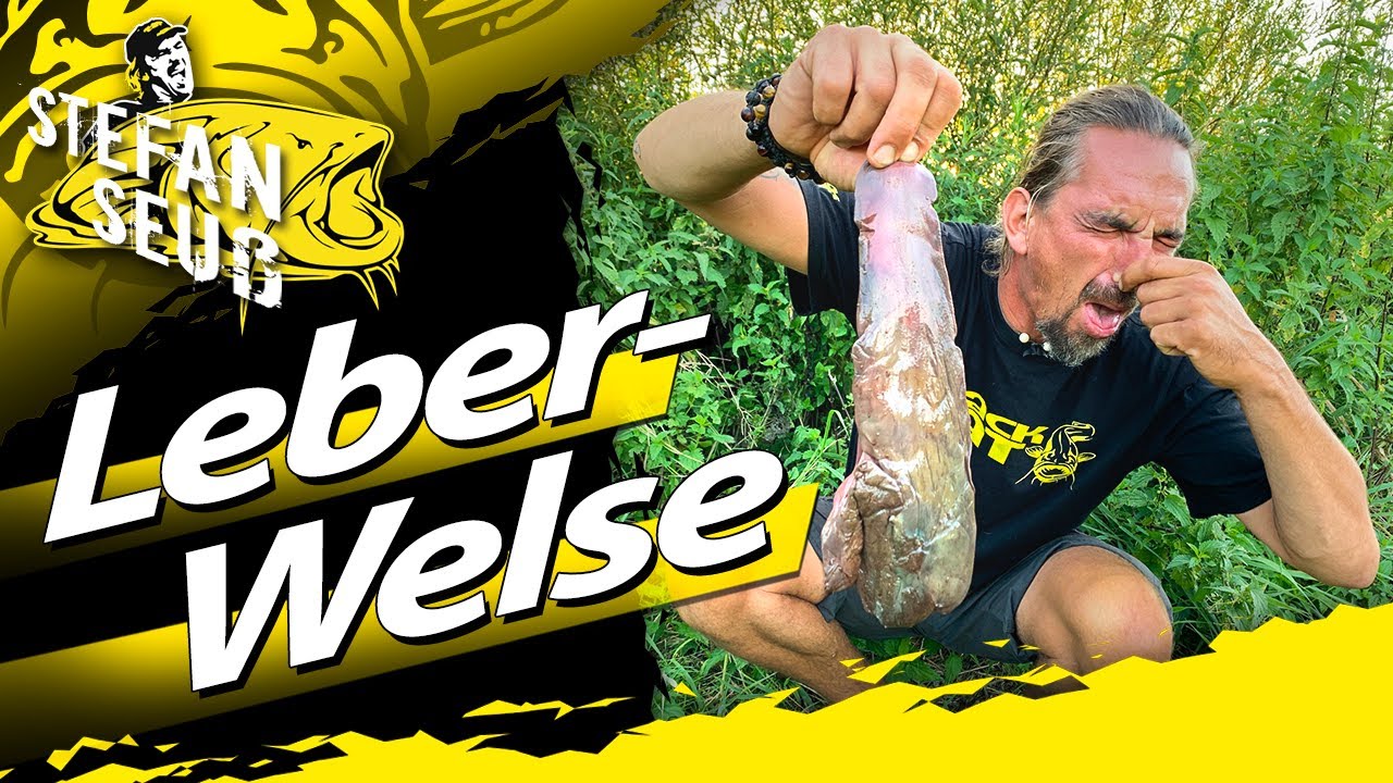 WELS mit Leber | stinkt erb&auml;rmlich-f&auml;ngt bombastisch | Welse Anf&uuml;ttern und Angeln am kleinen Fluss