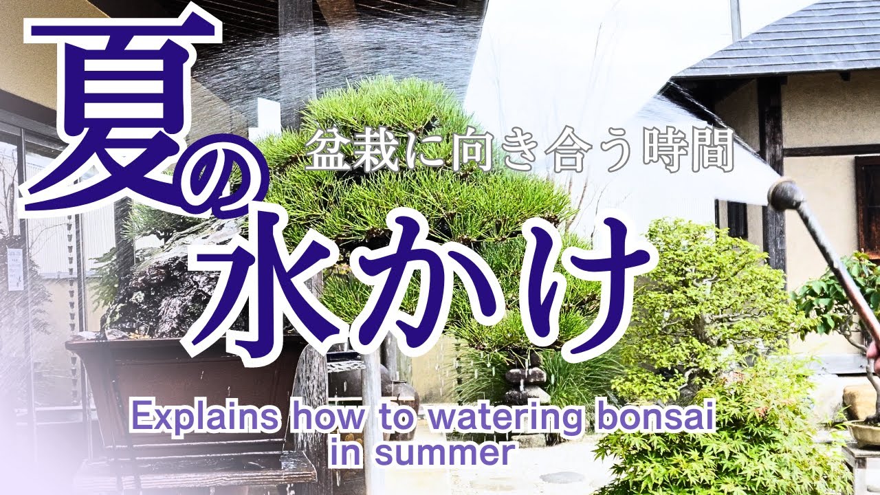 夏場の盆栽水かけ解説～盆栽に向き合う時間～