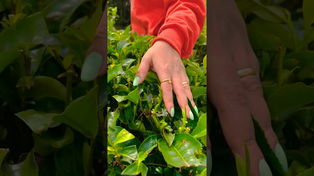 Samse Kalasa tea estate | Chikmagalur