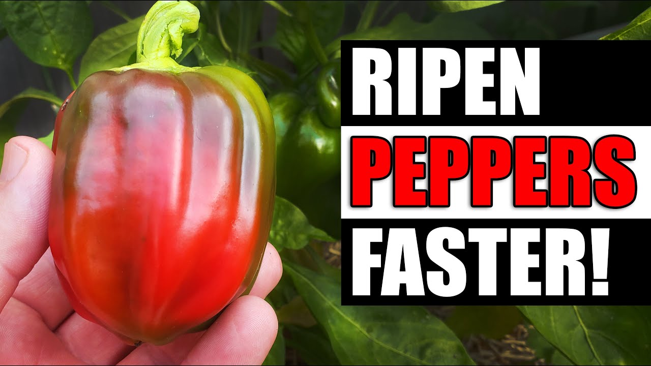 Ripen Your Peppers Faster - Garden Quickie Episode 98