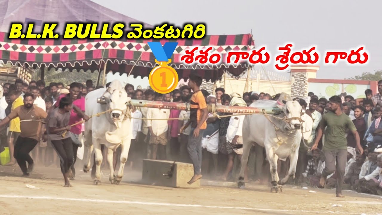 పోల్కల్ గ్రామం లో బండలాగు  పోటీలు 6 పల్ల విభాగం డ్రాలో 🥇12వ జత శశాంక్ గారు శ్రేయ గారు వెంకటగిరి 