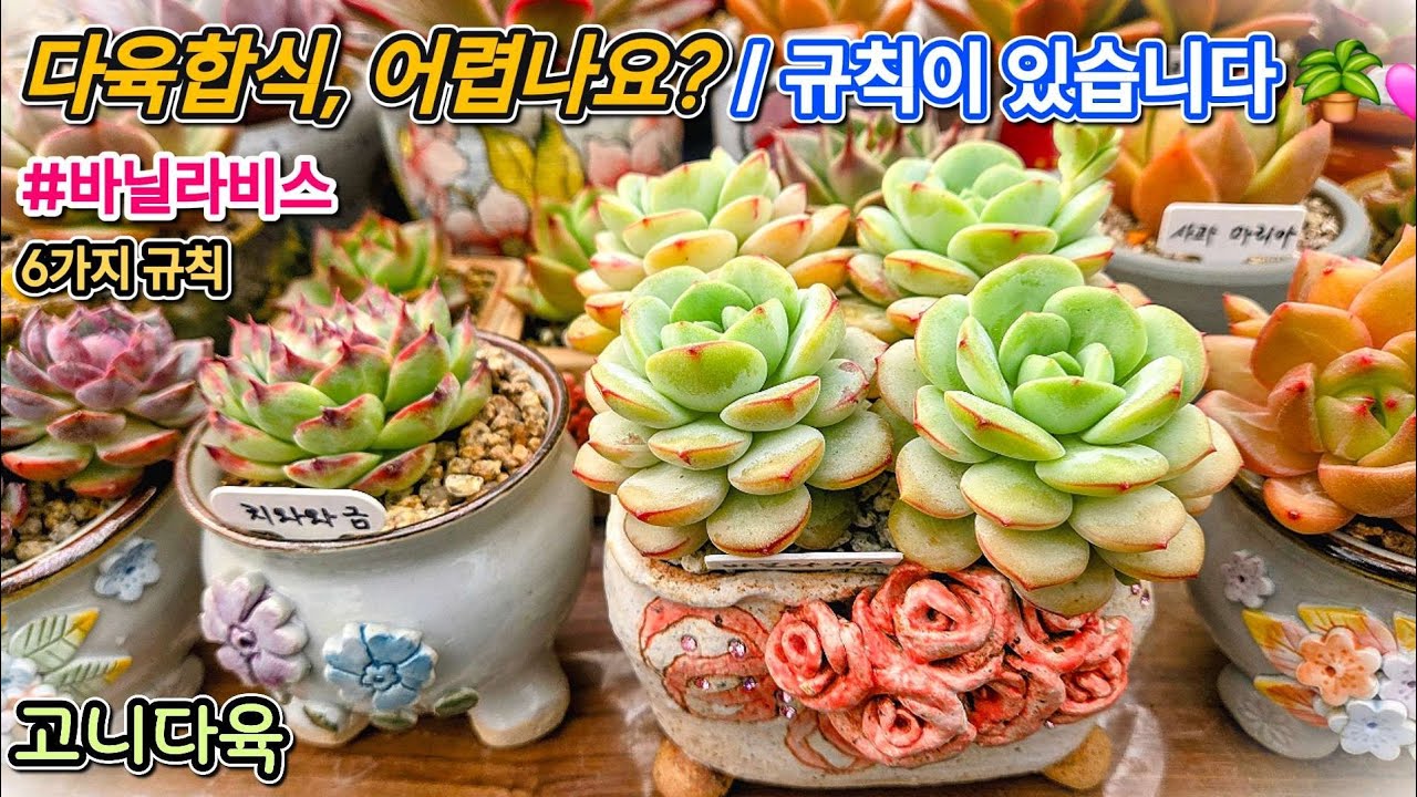 성공적인 다육이 합식을 위한 6가지 규칙 🪴💕 | #바닐라비스 합식 | #다육이 분갈이 #다육이 | #다육이합식 #다육이합식방법 #다육식물 #다육생활 #succulent 