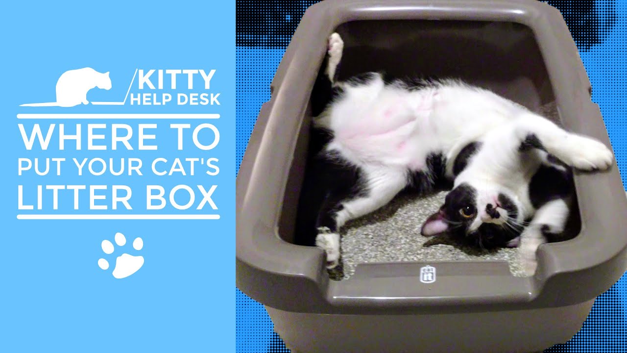 Where Should You Place Your Cat's Litter Box?
