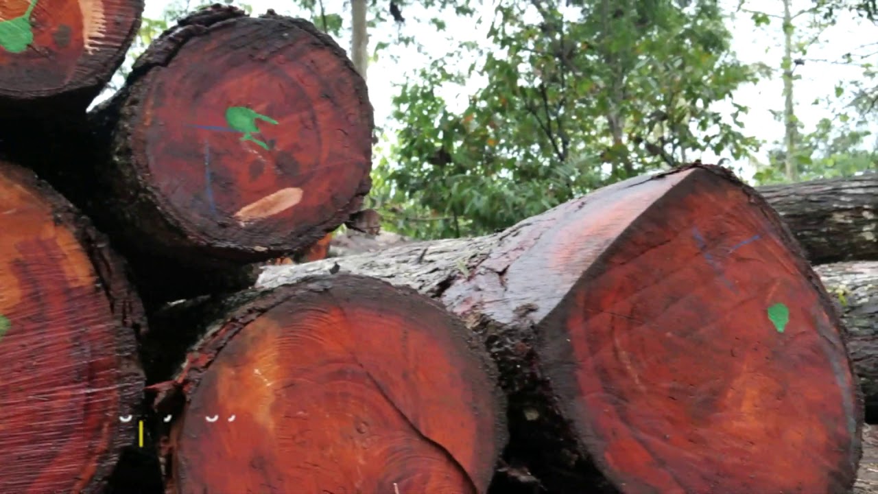 Mahogany wood.