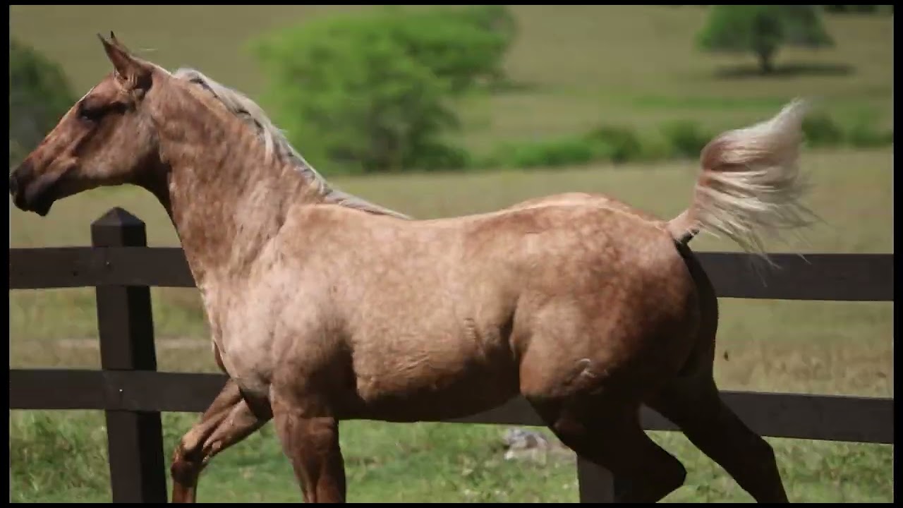 LOTE 001 - DONA MOÇA ROJO RC - LEILÃO HARAS RC 2025