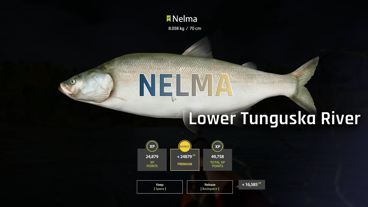 Russian Fishing 4 - RF4 | Nelma | Lower Tunguska River