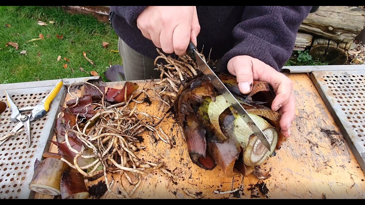 Ensete Maurelii (Red Banana) Propagation