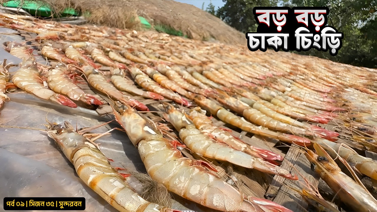 জালে আসছে বড় বড় চাকা চিংড়ি | সিজন ৩৫ | পর্ব ০৯ | Belayet Sarder | Mohsin ul Hakim