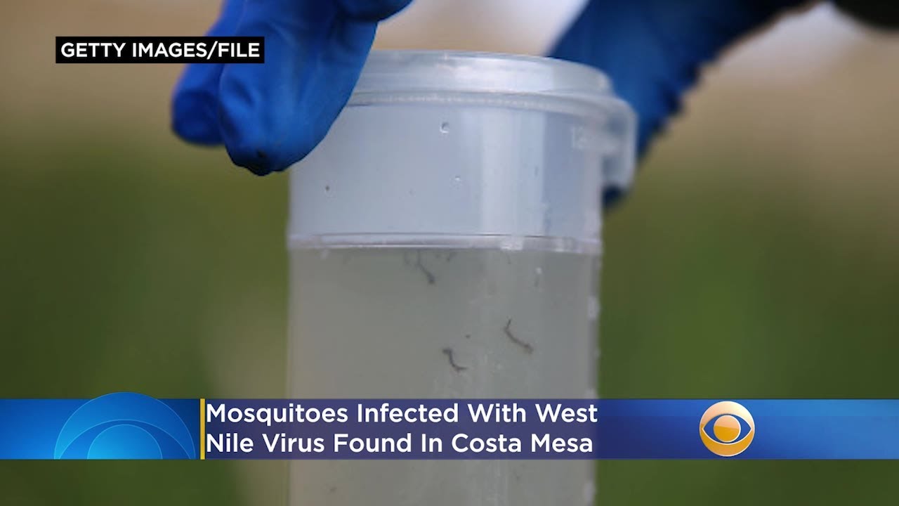 West Nile Mosquitoes Found In Costa Mesa