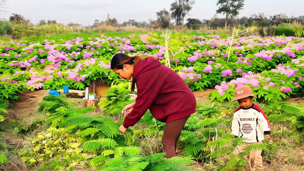 មកកាត់ស្អំទៀតហើយ ស្រស់ស្រាយពេលព្រឹកជាមួយគ្រួសារ - have a refreshing morning with your family.