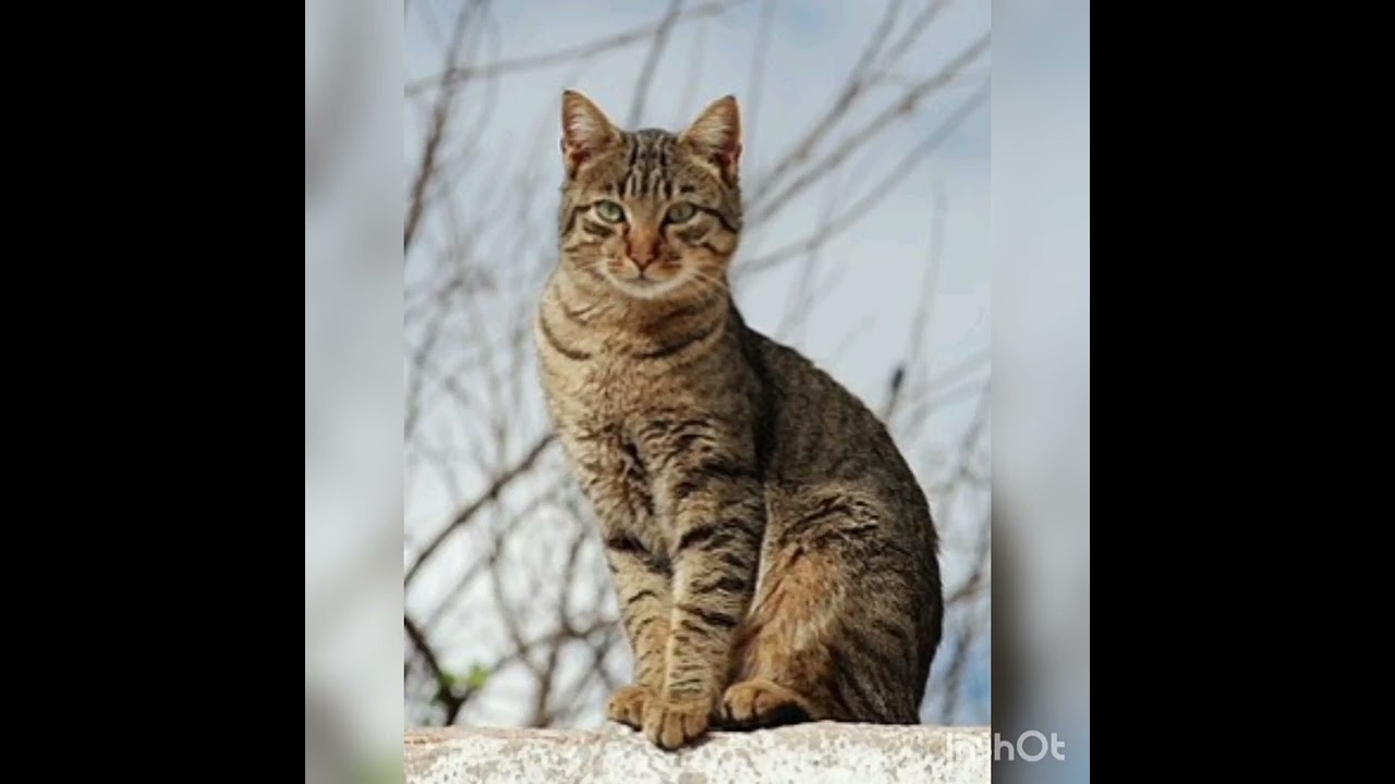 صوت قطة شرسة