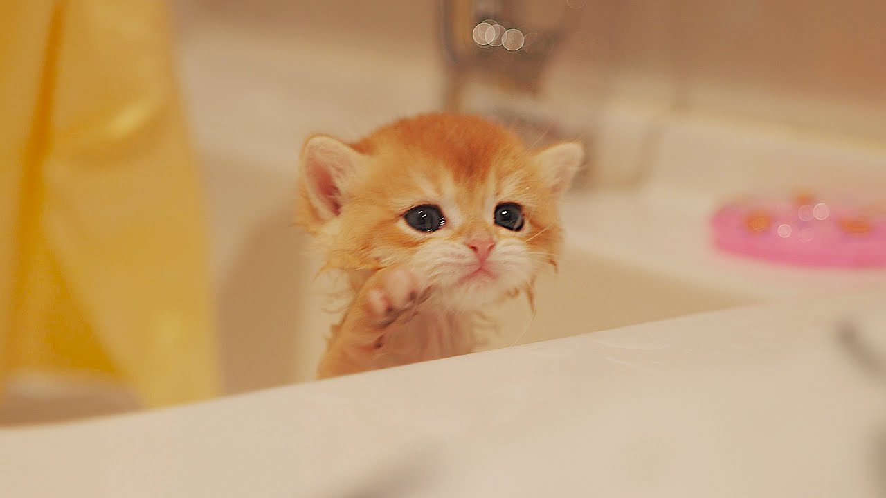 Kittens First Bath, Failed to Escape🤣