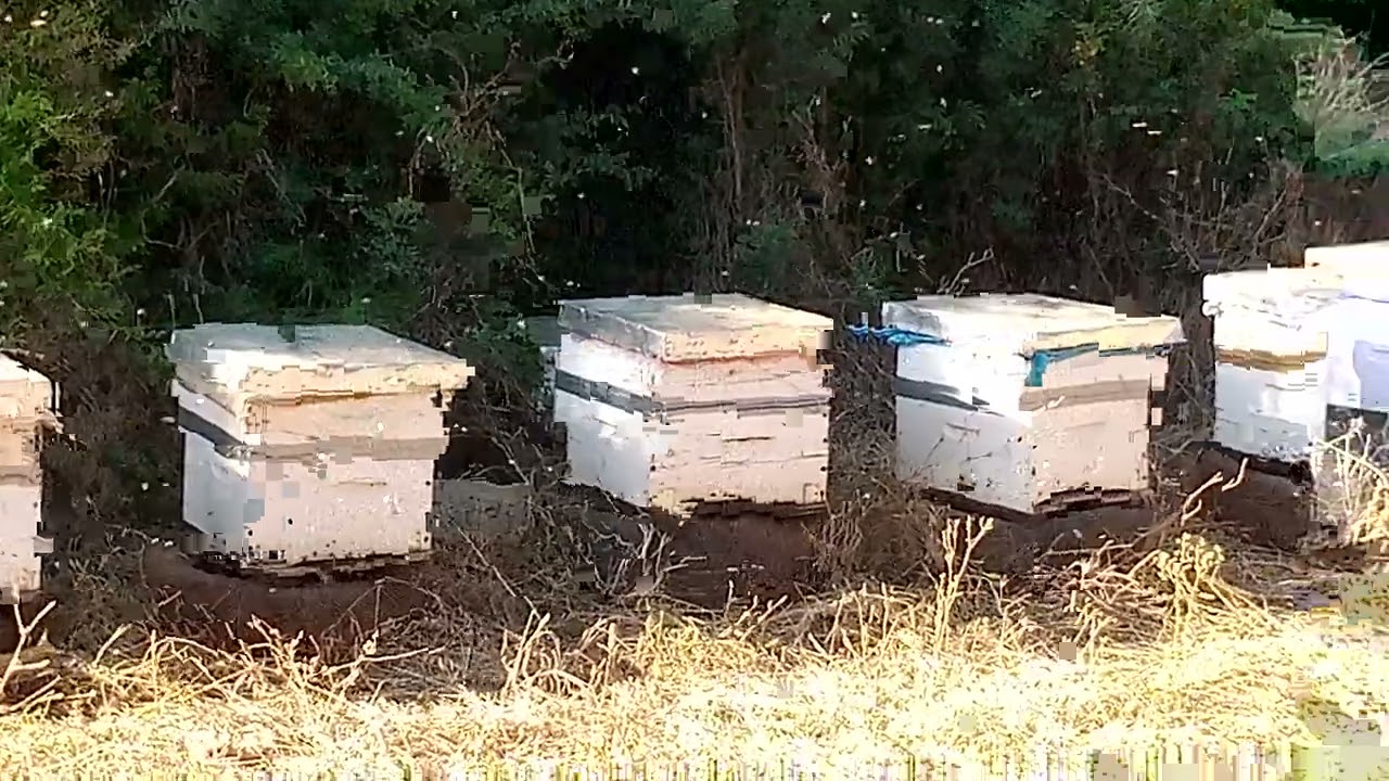 الانتباه لاسباب  تدهور خليات النحل 🐝🐝و تدمرها نهائيا مع نصائح لانقادها و تقويتها اواخر الربيع🐝🐝