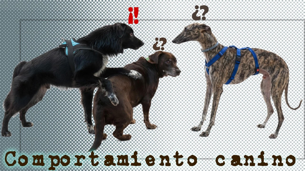 Análisis de pequeña tensión en el paso de peatones - Etología canina - Comportamiento canino