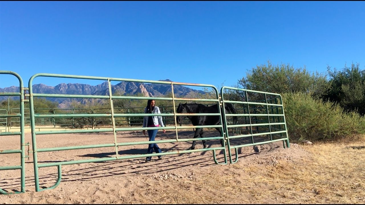 Understanding the Dominant Horse with Linda Kohanov