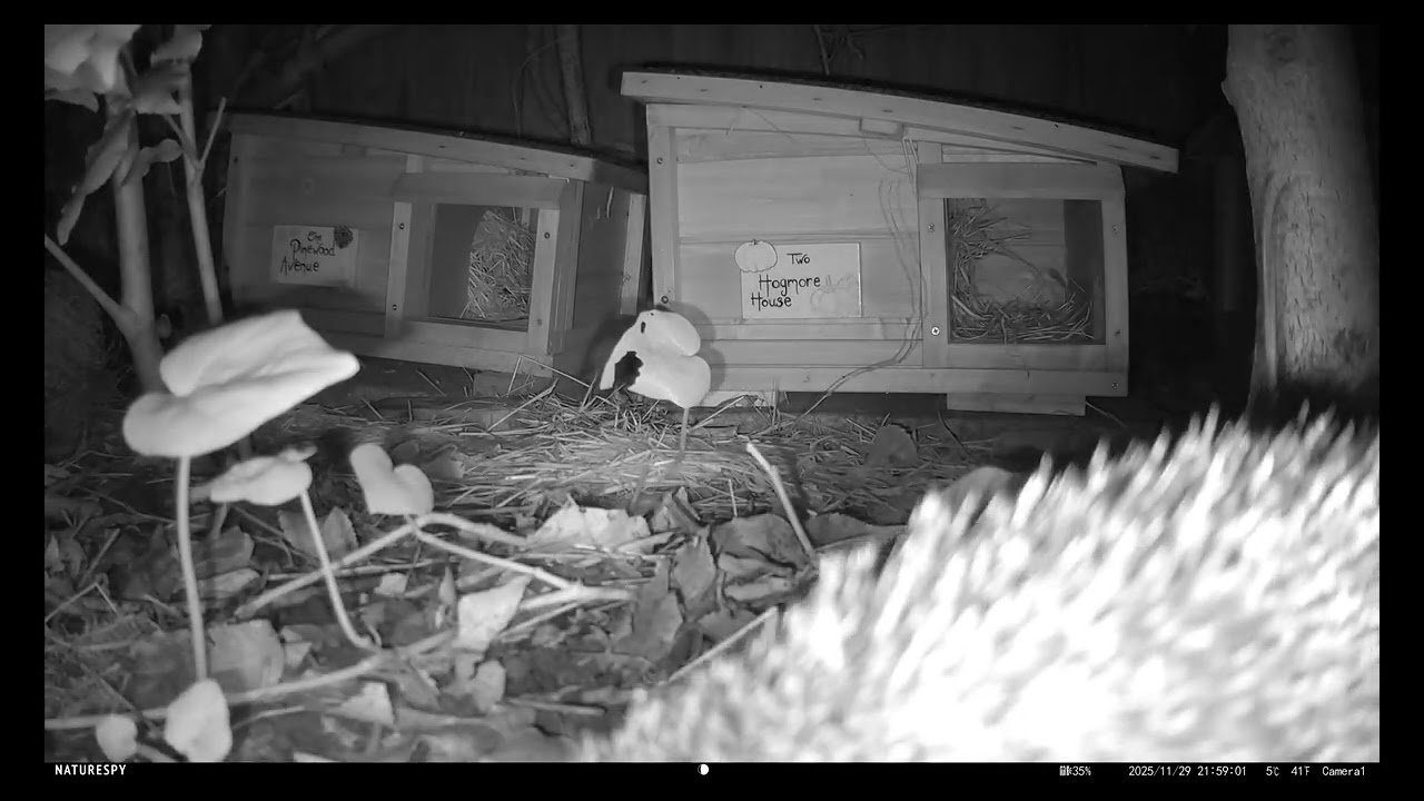 Hedgehogs 28th - 29th November 2025