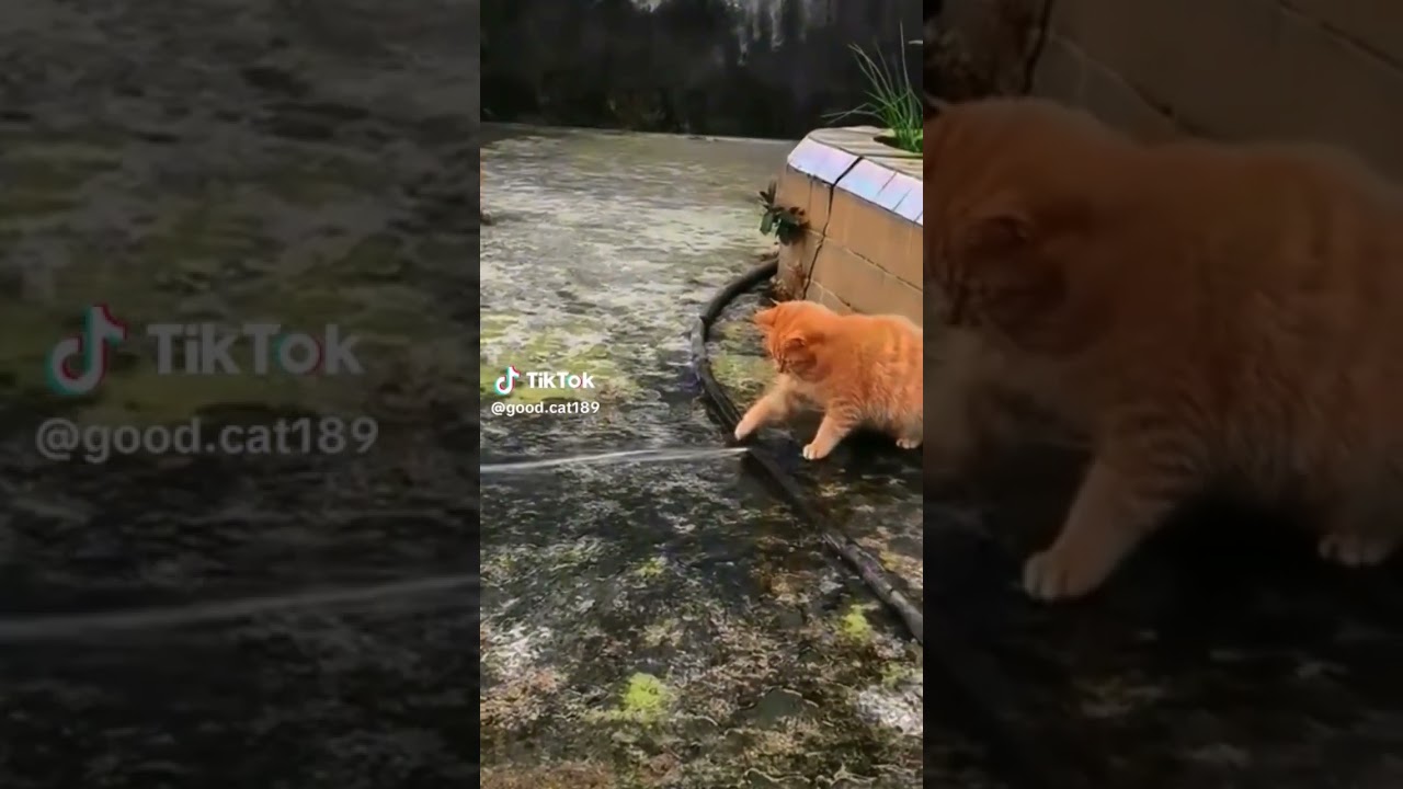Kelakuan Kucing Oyen random  !