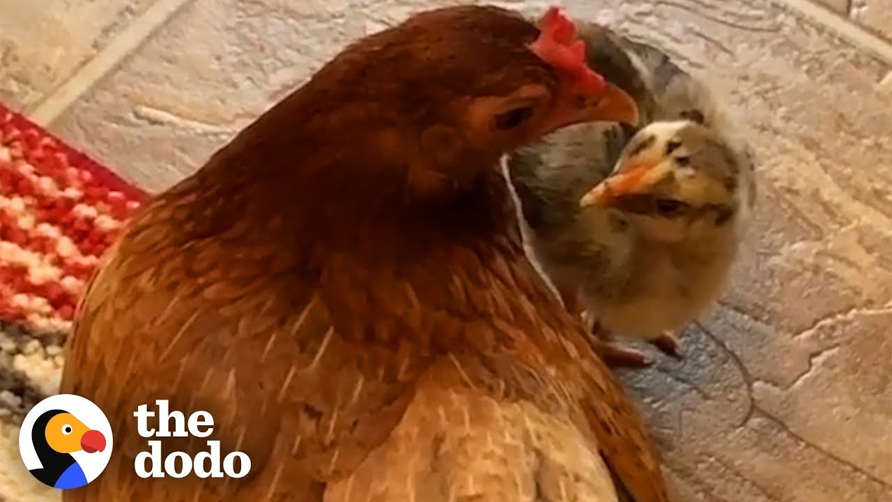Ben The Rescue Chicken Just Adopted A Chick Who Wasn&rsquo;t Hers | The Dodo
