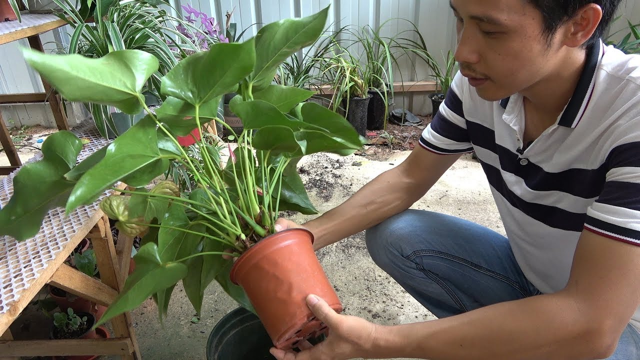 Anthurium-給紅掌換盆，方法對了“毫發無損”，開花多