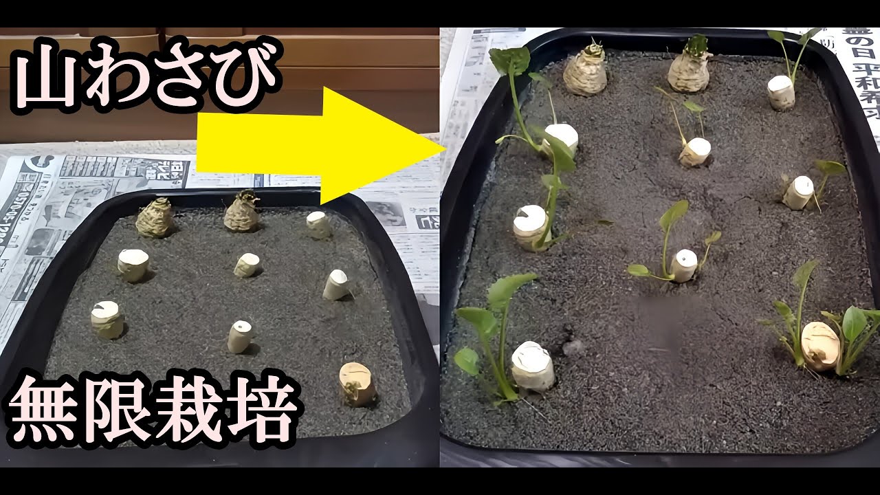 【山わさび】川砂で育て永遠に増やす方法（無限栽培)　増えすぎて困る！