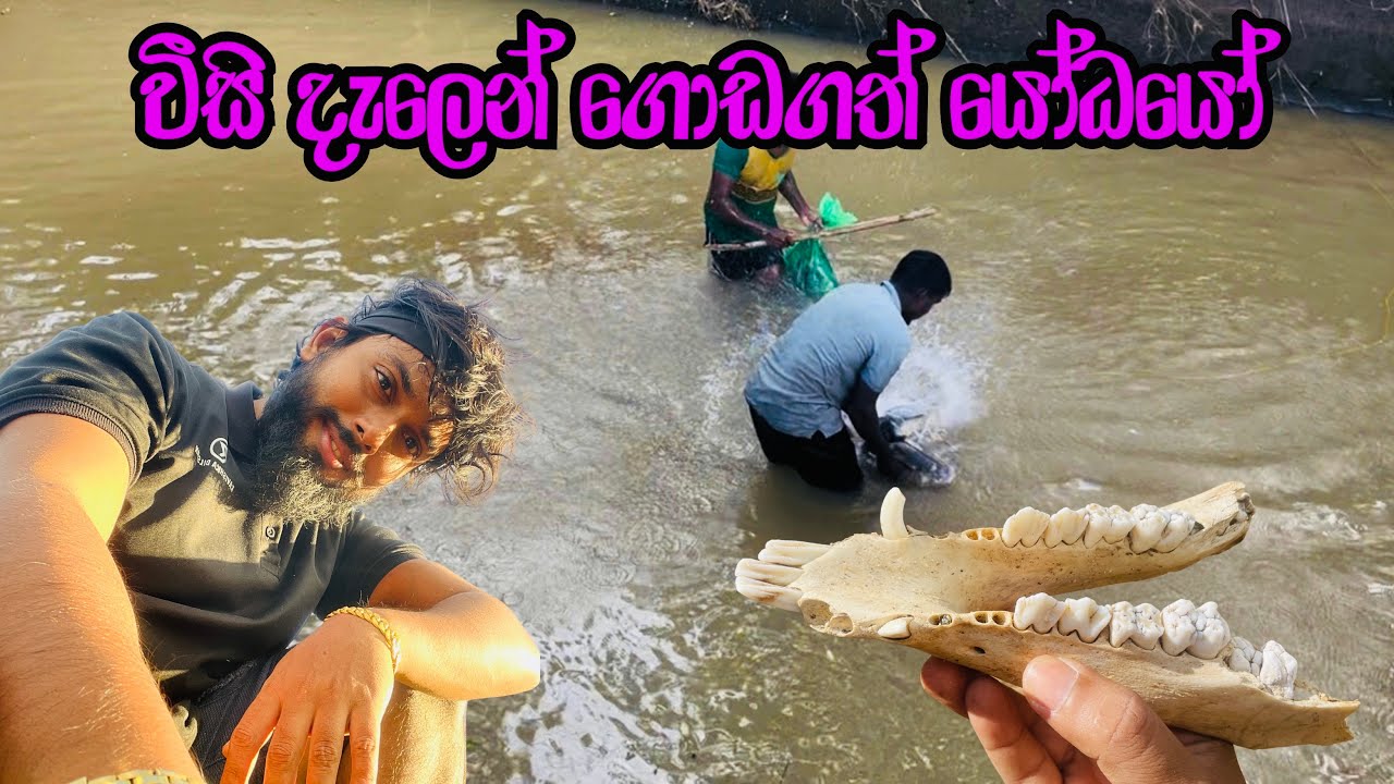 විසි දැලෙන් ගොඩගත් යෝධයෝ! 😱🐟| Giant Fish Catching with Cast Net at Daduru Oya 🍃