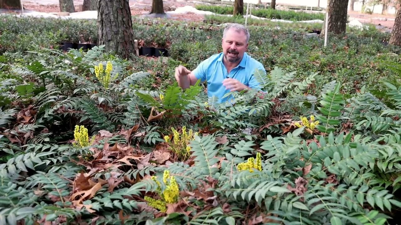 Marvel Mahonia - Garden Plants with @JimPutnam