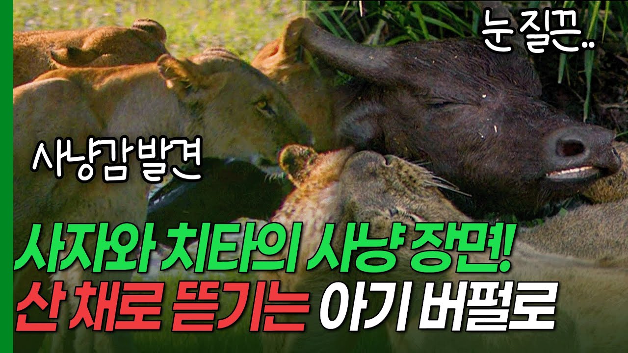 사자, 치타의 사냥 장면! 사자에게 잡혀와 산 채로 물어 뜯기는 아기 버펄로.. [환경스페셜 유네스코 세계자연유산 검은 대륙의 심장, 빅토리아 폭포]/ KBS 20070228 방송