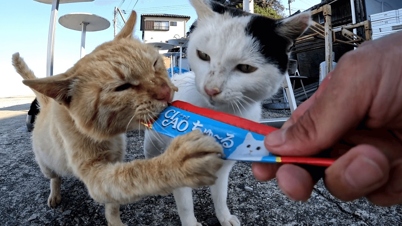 六島　お別れの前にみんなでちゅ～るタイムにしたら、ほとんど茶トラ猫チャッピーの独壇場になってしまったでござる